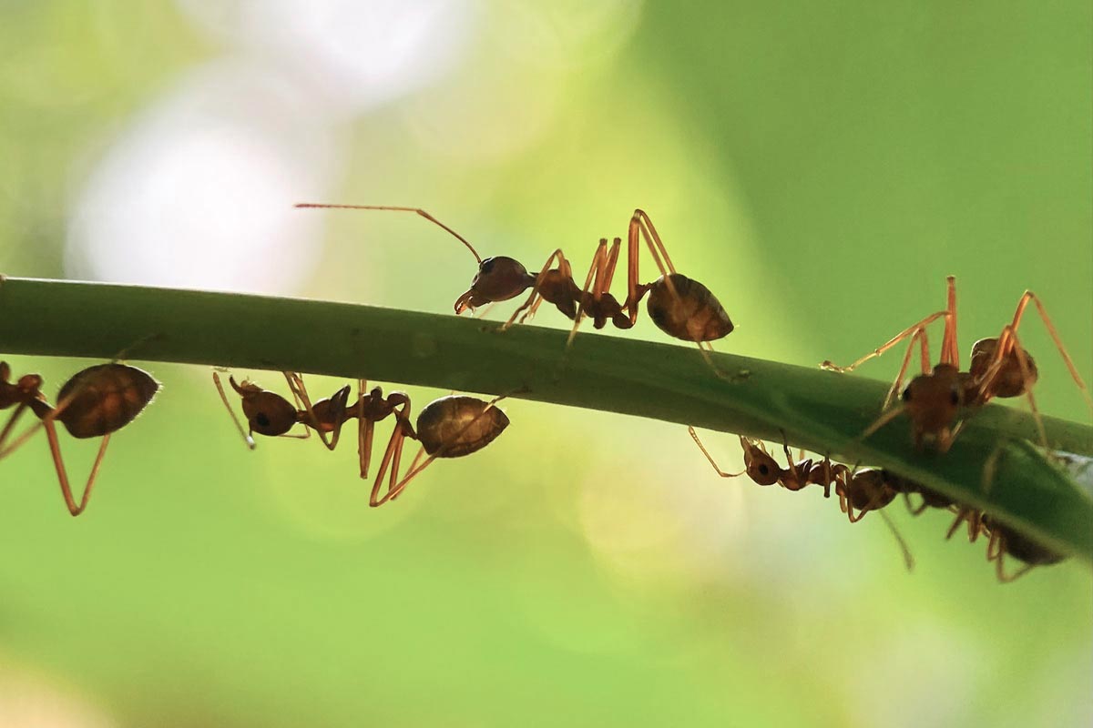 six legs - ants